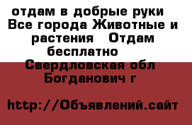 отдам в добрые руки - Все города Животные и растения » Отдам бесплатно   . Свердловская обл.,Богданович г.